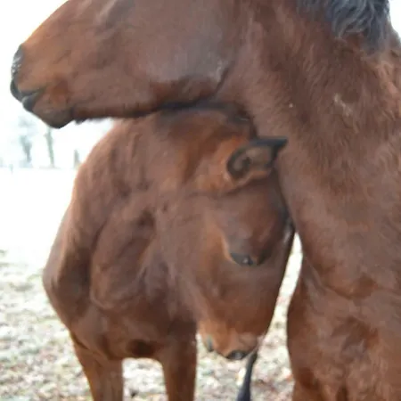 Gitesonoro Beho Casa vacanze Gouvy